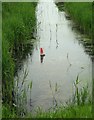 TQ9825 : Traffic cone in ditch, Brookland by nick macneill