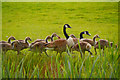 SD7807 : Canada Geese By The Canal by David Dixon