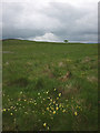 SD8066 : Limestone grassland by the Feizor Stackhouse path by Karl and Ali