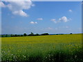 SP3160 : Oilseed Rape near Bishops Tachbrook.  by Nigel Mykura