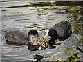 SD7908 : Coots by David Dixon