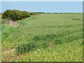 TA1672 : Western boundary, Hunger Hills wheatfield by Christine Johnstone