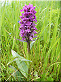 NJ2155 : Northern Marsh Orchid (Dactylorhiza purpurella) by Anne Burgess