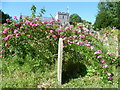 TQ7749 : St Peter's Church, Boughton Monchelsea from the churchyard by Marathon