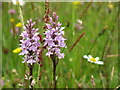 SK2895 : Carr House Meadows - Orchids by Dave Pickersgill