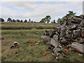 TL7681 : Lakenheath Warren by Hugh Venables