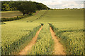 TF0421 : Cornfield in Grimsthorpe Park by Richard Croft