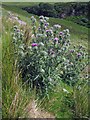 NG3740 : Big chap at the roadside by Richard Dorrell