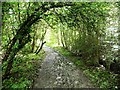 SJ6200 : Former railway line near Shadwell Quarry by Christine Johnstone