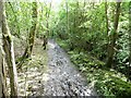 SJ6201 : Jack Mytton Way on the old railway line by Christine Johnstone