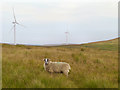 SD8317 : Scout Moor Wind Farm by David Dixon