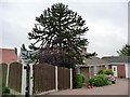 SE4310 : Monkey puzzle tree, South Kirkby Common by Christine Johnstone