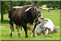 SJ5351 : Longhorn bull at Cholmondeley Castle Gardens by pam fray