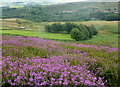 SK2494 : Bell heather and upland enclosures by Andrew Hill