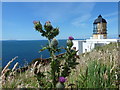 NR5808 : Mull of Kintyre: a thistle by the lighthouse by Chris Downer