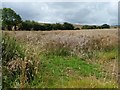 SK8404 : Oilseed rape crop, west of Brooke Road by Christine Johnstone