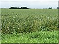 TF2412 : Bean field near Little Lodge Farm by Christine Johnstone