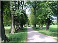 TQ2668 : Path through trees - Morden Hall Park by Paul Gillett