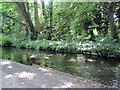 TQ2668 : River Wandle through Morden Hall Park by Paul Gillett