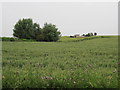 SE6764 : Cornfields  and  former  Windmill in the distance by Martin Dawes