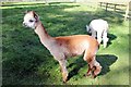 SJ5351 : Alpaca at Cholmondeley Castle by Jeff Buck