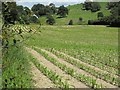 SO0892 : Young maize crop near Rhyd-y-felin by Penny Mayes