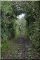 SW5534 : Bridlepath approaching Tremelling by Elizabeth Scott