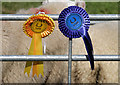 NT4527 : Rosettes at the sheep pens by Walter Baxter