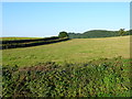 ST3323 : Pasture Field near Lord's Wood. by Nigel Mykura