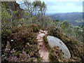 SK2480 : Millstone in the heather, below Millstone Edge by Andrew Hill