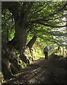 SH7400 : Glyndwr's Way above the Roman steps by Derek Harper