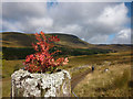 NN5794 : Rowan seedling, Glen Markie fence post by Karl and Ali