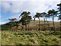 NO0003 : Cattle and Scots Pines on Down Hill by Alan O'Dowd