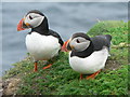 HU4007 : Sumburgh Puffins by Liz Gray