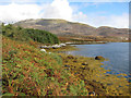 NF7928 : Plantation by Loch Aineort by Hugh Venables