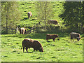 NN9060 : Cattle below the B 8019 near Garry Bridge by Karl and Ali