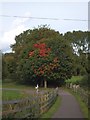 SX9390 : Maple tree starting to change colour  by David Smith