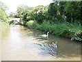 SO8657 : Swan and cygnet west of Bridge 17 by Christine Johnstone