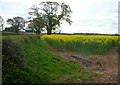 SO3610 : Oil seed rape at Longbarn by Graham Horn