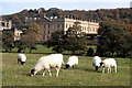 SK2569 : Next year's Chatsworth lamb chops by Graham Hogg