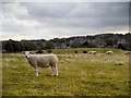 NY9864 : Sheep Pasture at Corbridge by David Dixon