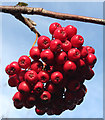 NJ3362 : Rowan Berries by Anne Burgess