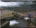 SD5086 : Photographing the fish ladder by Karl and Ali