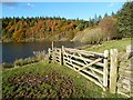 NT5132 : A field gate at Cauldshiels Loch by Walter Baxter