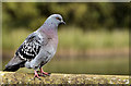 J3675 : Feral pigeon, Belfast (5) by Albert Bridge