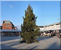 SJ9494 : Hyde Civic Square Christmas Tree by Gerald England