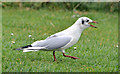 J4968 : Black-headed gull, Islandhill, Comber (2) by Albert Bridge