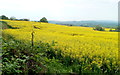 SO4208 : Rapeseed field north of Raglan by Jaggery