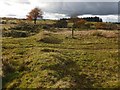 NS4660 : Remains of a field dyke by Lairich Rig