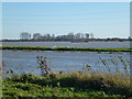 TL2698 : Swans between the river and Whittlesey Wash - The Nene Washes by Richard Humphrey